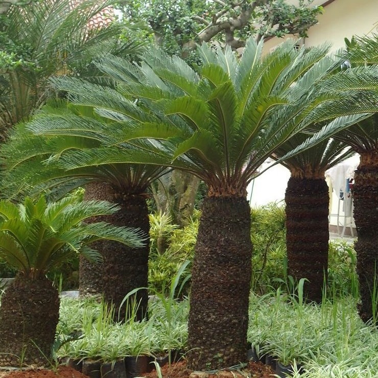 Palem Sikas Besar 1 Meter up