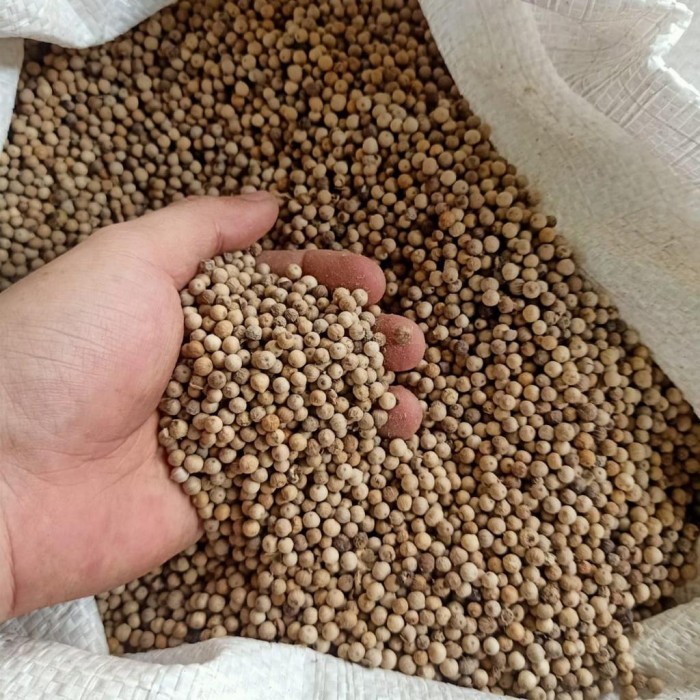 

Terlaris~[Limited Stock] Lada Putih Bangka 250 G Gram Wangi Pedas Dijamin FRESH!