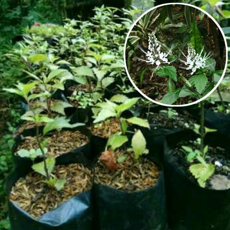 Tanaman Herbal Kumis Kucing Bibit Tanaman Herbal Kumis Kucing