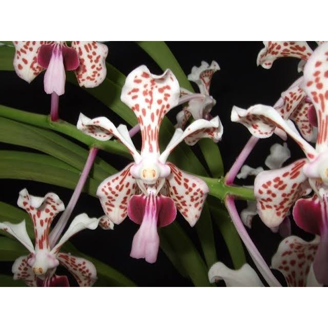 anggrek Vanda tricolor dewasa tanaman