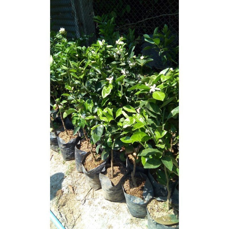 BIBIT JERUK KEPROK SIEM KONDISI BERBUAH