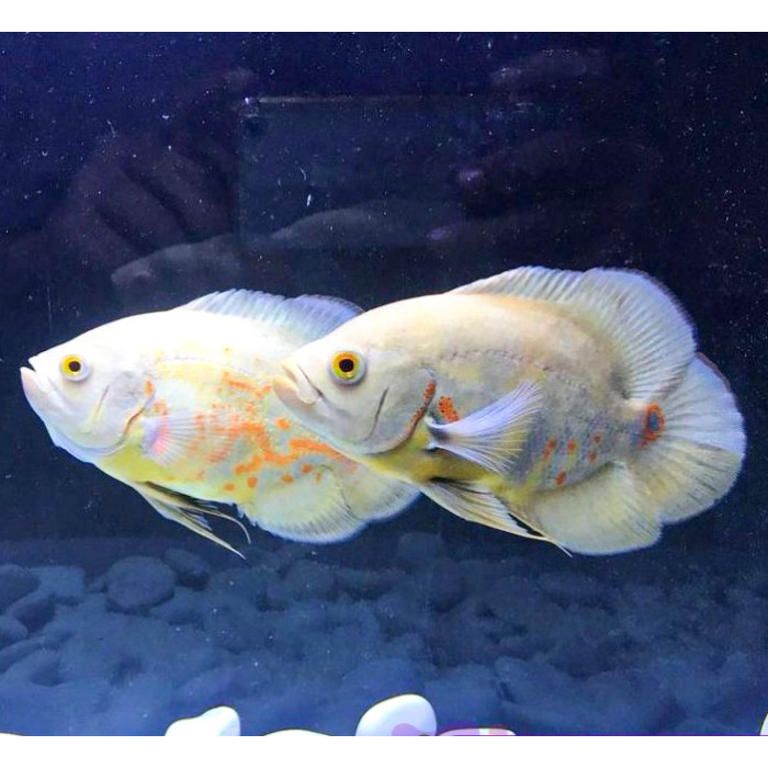 Ikan Oscar Albino / Ikan Predator / Ikan Hias Aquascape