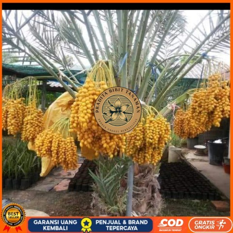 Bibit Pohon Kurma Tropis Jenis Ajwa / Bibit Buah Kurma Ajwa Asli Bibit Tanaman Super Unggul PRADITA 