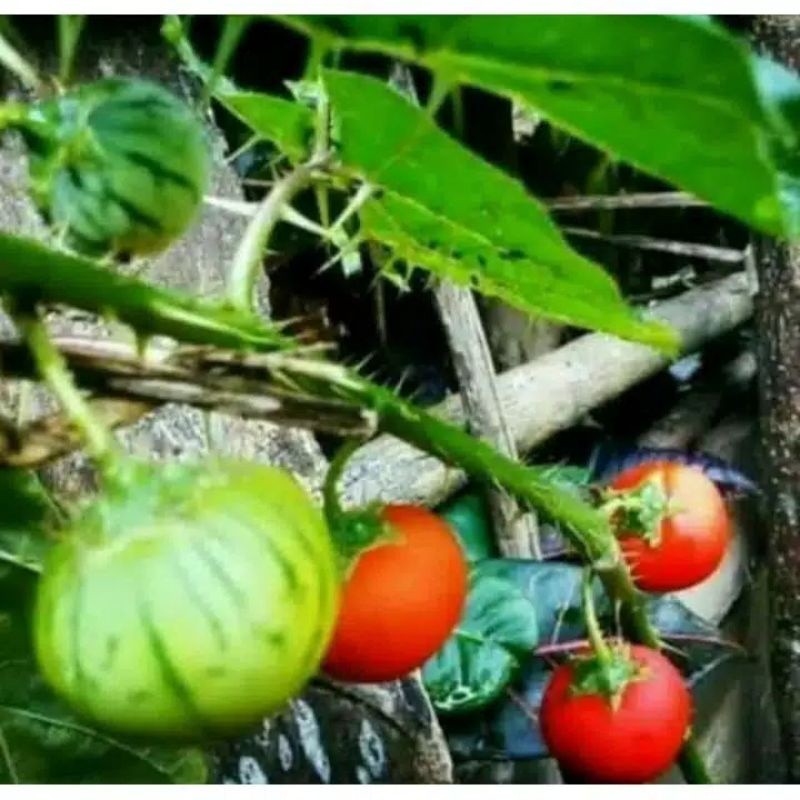 

TERONG PARI ATAU TERUNG PARI OBAT MUJARAB SAKIT GIGI 5 pcs