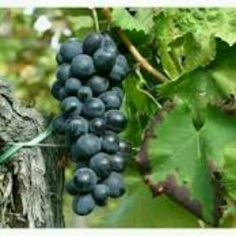 Bibit Tanaman Anggur lokal Hitam stek batang