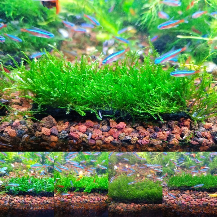 MOSS PAKIS FISSIDEN FLAME PELIA WEEPING SPIKY PEACOCK JAVA RICARDIA - Pelia