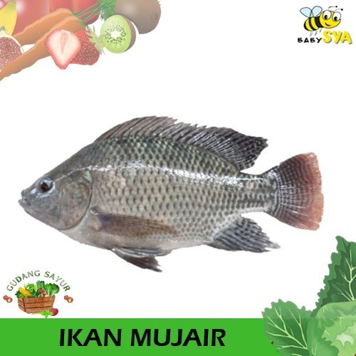 

Ikan Mujair 500gr Ikan Segar Bekasi Jakarta Timur Utara Selatan Pusat Dibersikan