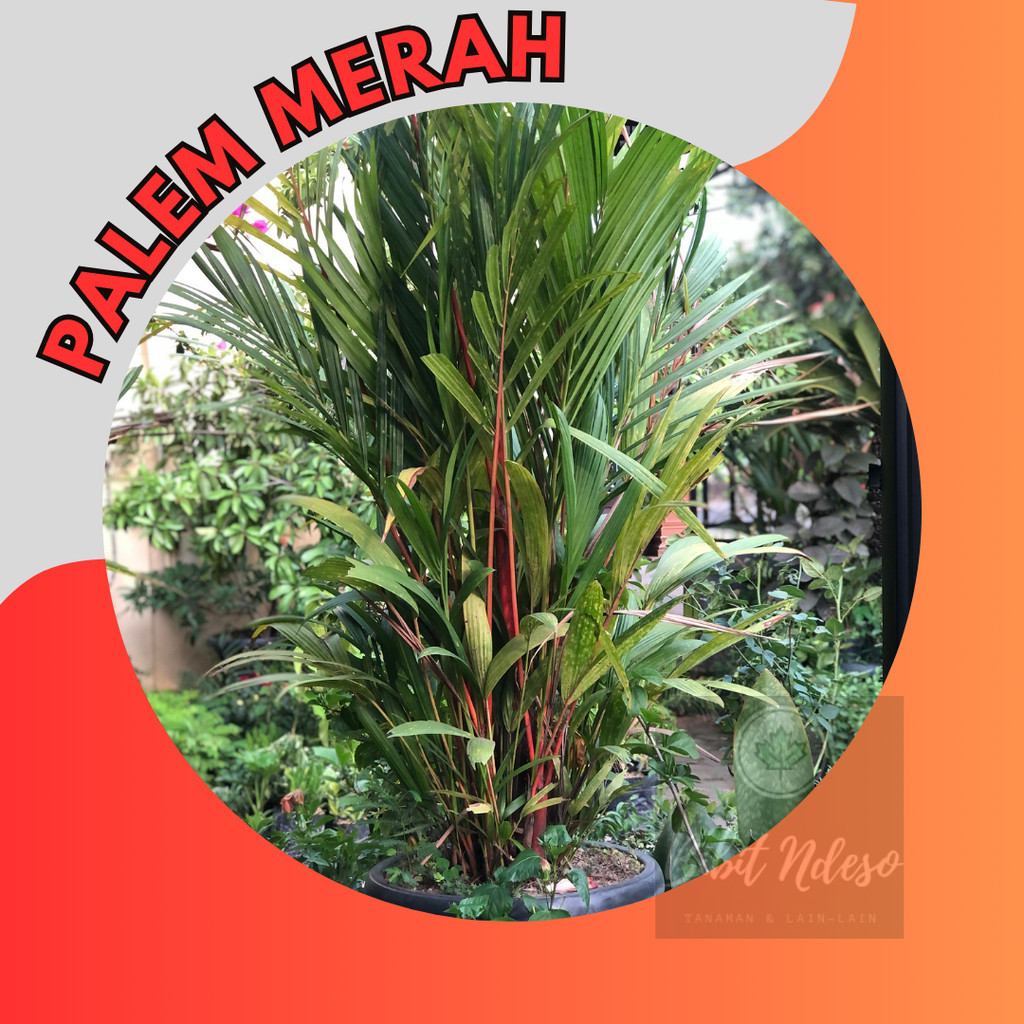 bibit pinang merah palem merah tanaman hias