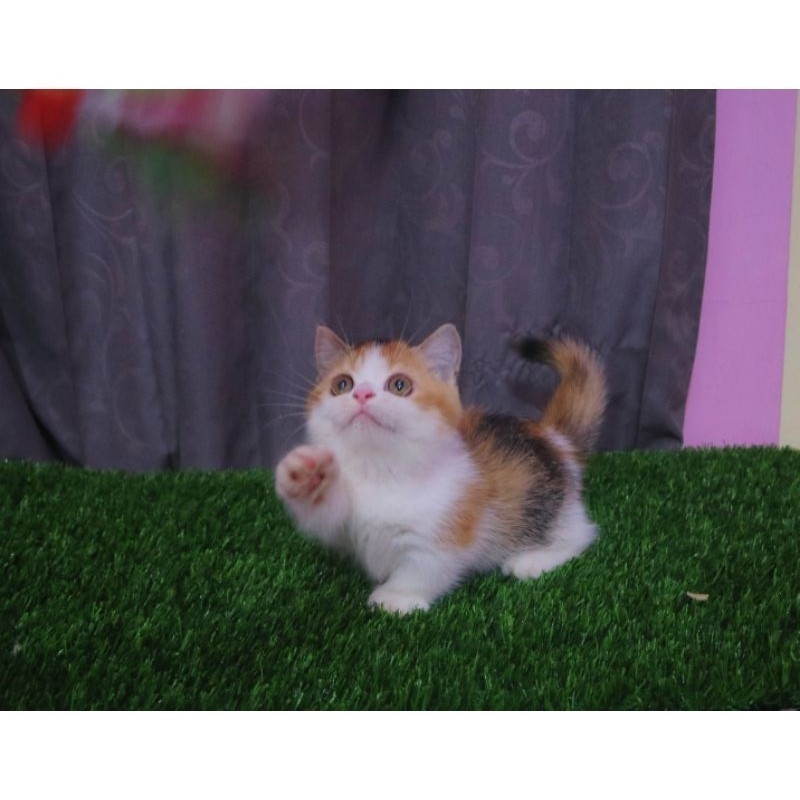 Kucing kitten munchkin BSH british shorthair cebol calico