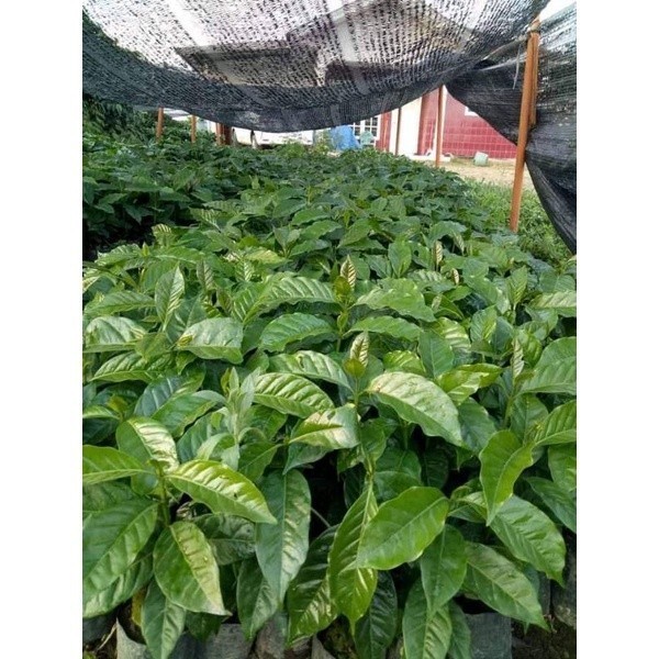 TERBAIK BIBIT TANAMAN POHON KOPI UNGGUL SUPER