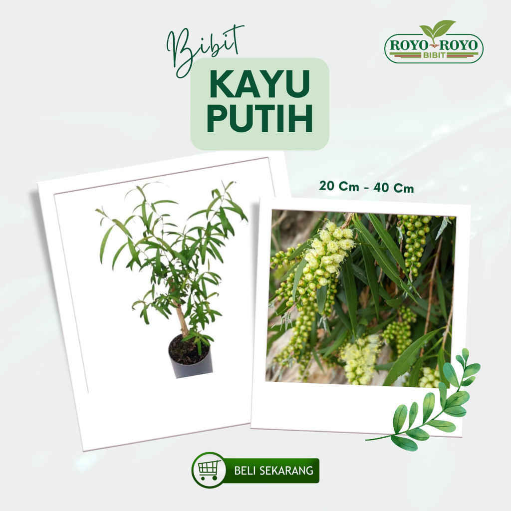 Bibit Tanaman Kayu Putih/Eucalyptus