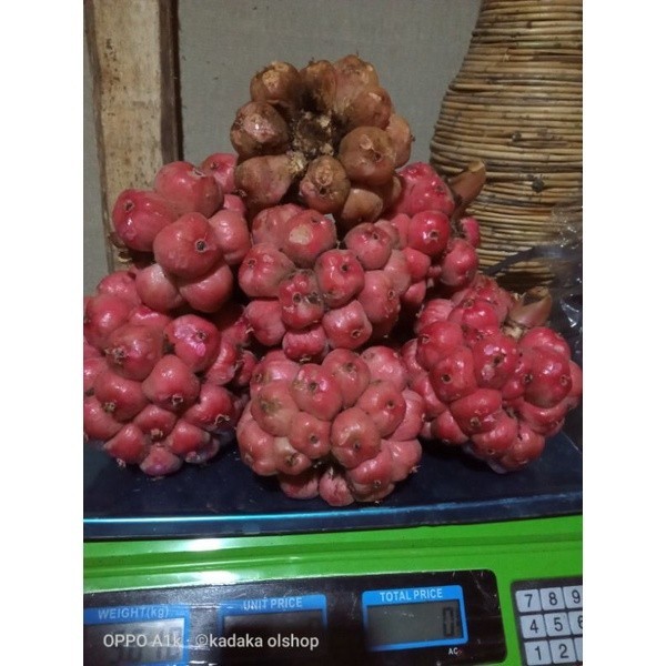 

COD 1 kg buah honje segar/asam cekala/asam patikala/buah Kecombrang bumbu masak/penyedap rasa kang store ready