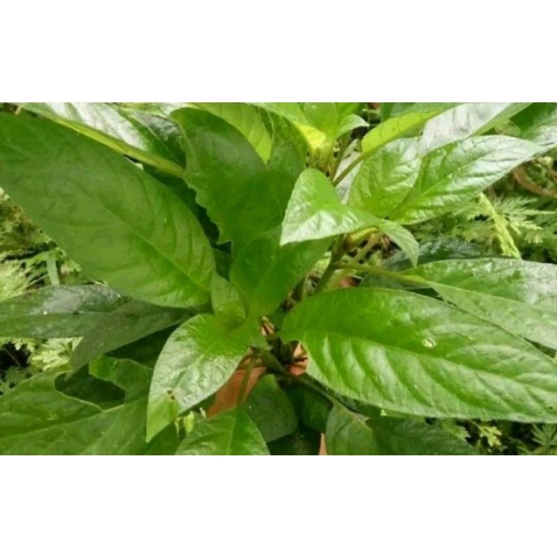 

Bisa COD daun reundeu,lalapan segar fres dan bersih 250gram Terlaris kang store ready