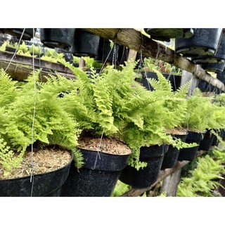 Tanaman Daun PAKIS EMBUN - Tanaman Hias Hidup Pakis Embun Sangat Rimbun