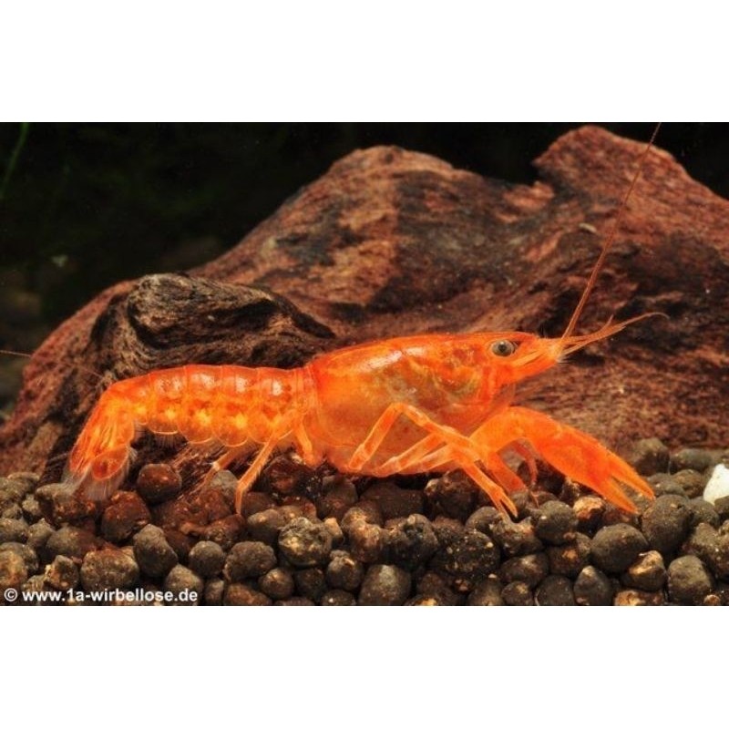 Red Lobster Hias Air Tawar Lobster Merah