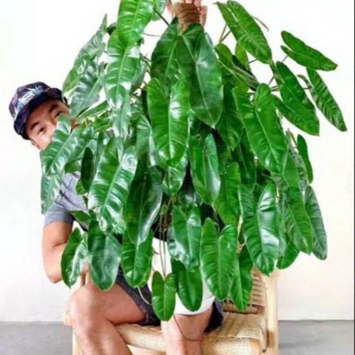 

pohon brekele/philodendron brekele outdoor/indoor . .