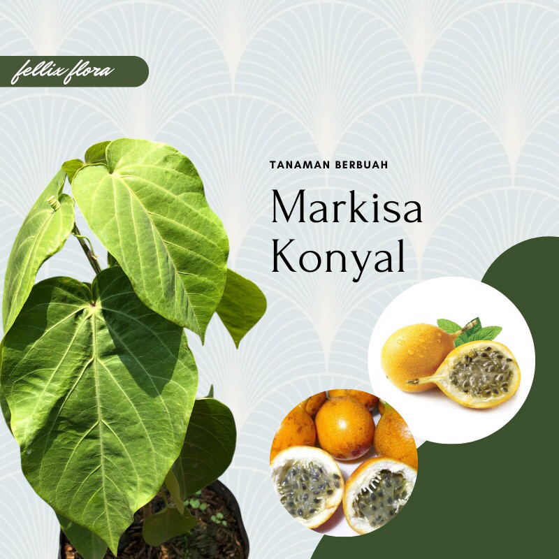 Bibit Tanaman Buah Markisa Konyal Manis Orange / Markisa Madu