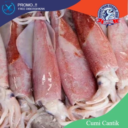 

Cumi Cantik / Cumi Sero / Cumi Loligo / Cumi Bangka 250gram