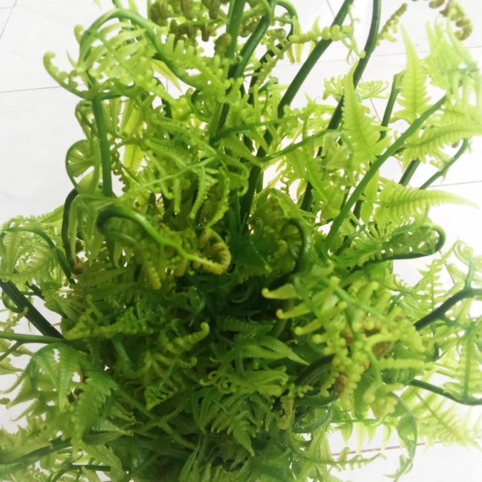 

Promo Pakis sayur segar per ikat 500gram