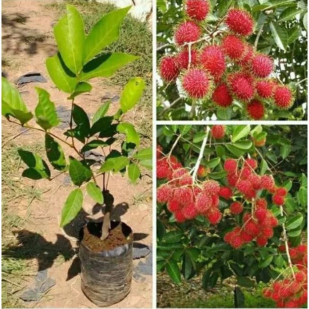 paket 2 bibit rambutan aceh