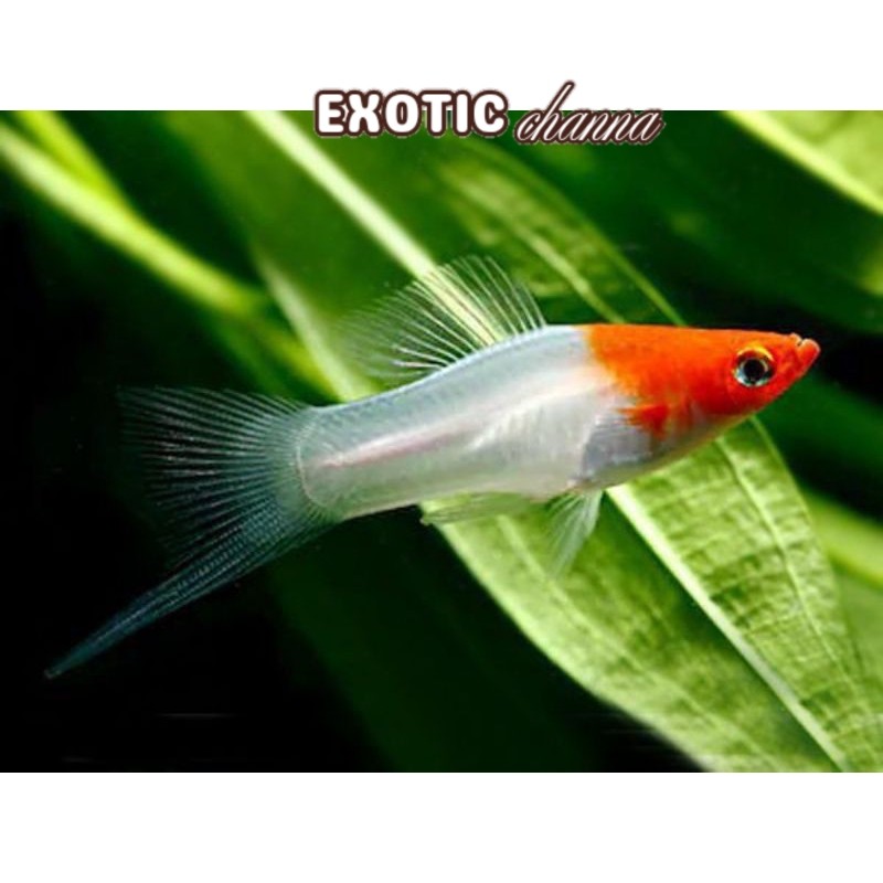 hiasan akuarium Platy Kohaku | Perlengkapan aquarium platy kohaku gaol