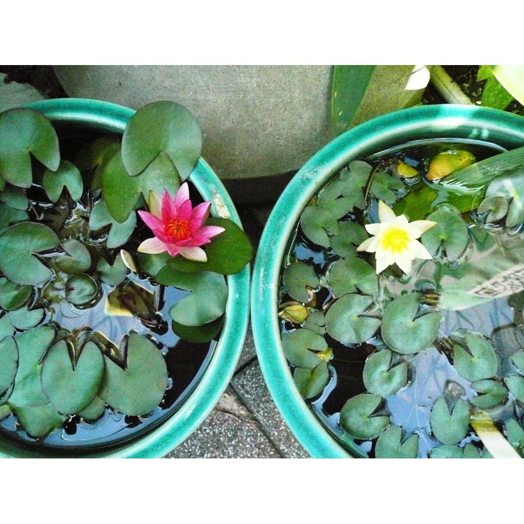 Bibit BUNGA TERATAI AIR-Tanaman Hias Air