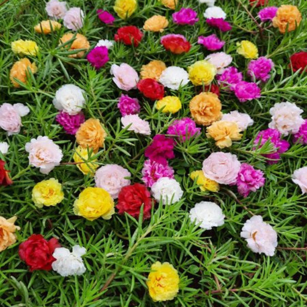 ( warna Random ) bibit bunga krokot bibit krokot/sutra bombai