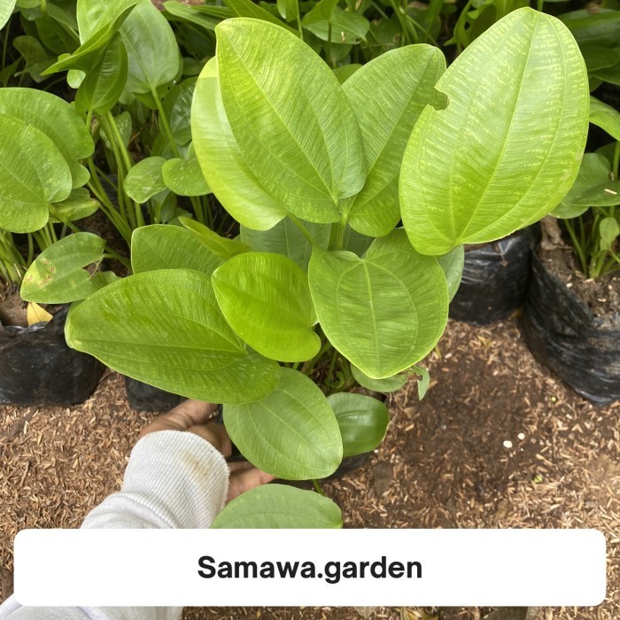 Tanaman hias melati air - tanaman aquascape- tanaman hidup air Bunga hias hidup