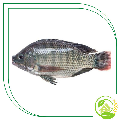 

Ikan Mujair Hidup - 1Kg