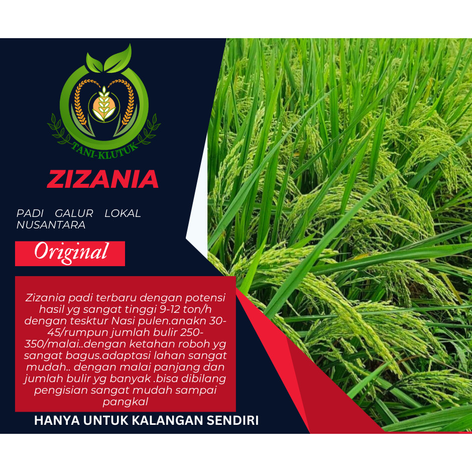 BENIH PADI ZIZANIA PREMIUM 5kg original produk