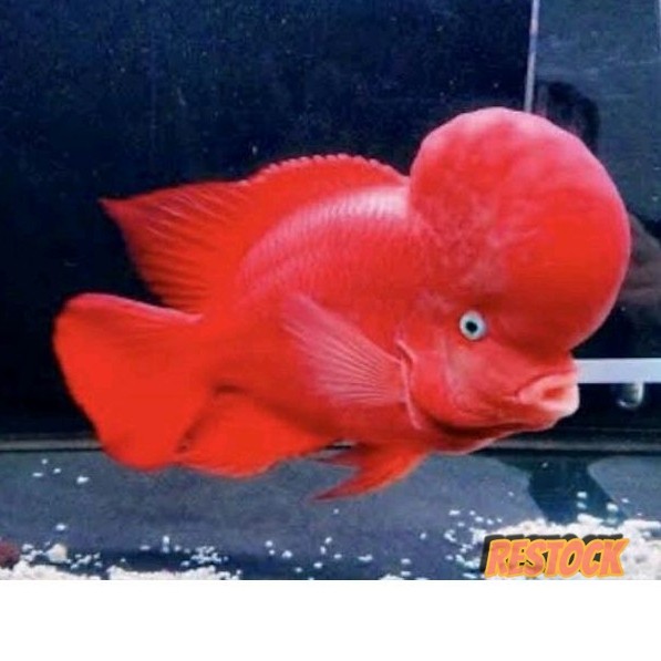 Hiyasan aquarium burayak SRM monkey 6-7 cm louhan super red lohan