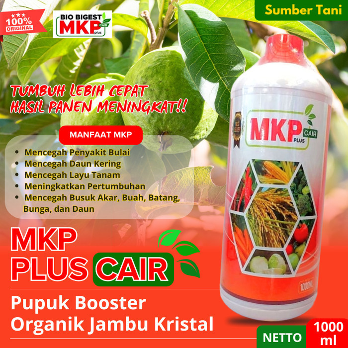 SUTAN Pupuk Pelebat Buah Jambu Biji Jambu Kristal Pupuk Cair Organik Jambu