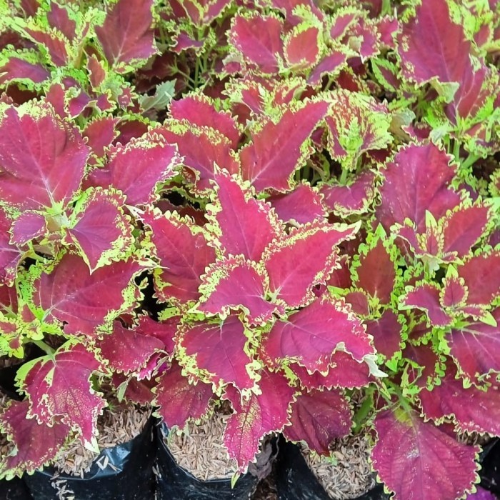 tanaman hias miana jawer kotok merah - miana jawer kotok - miana merah