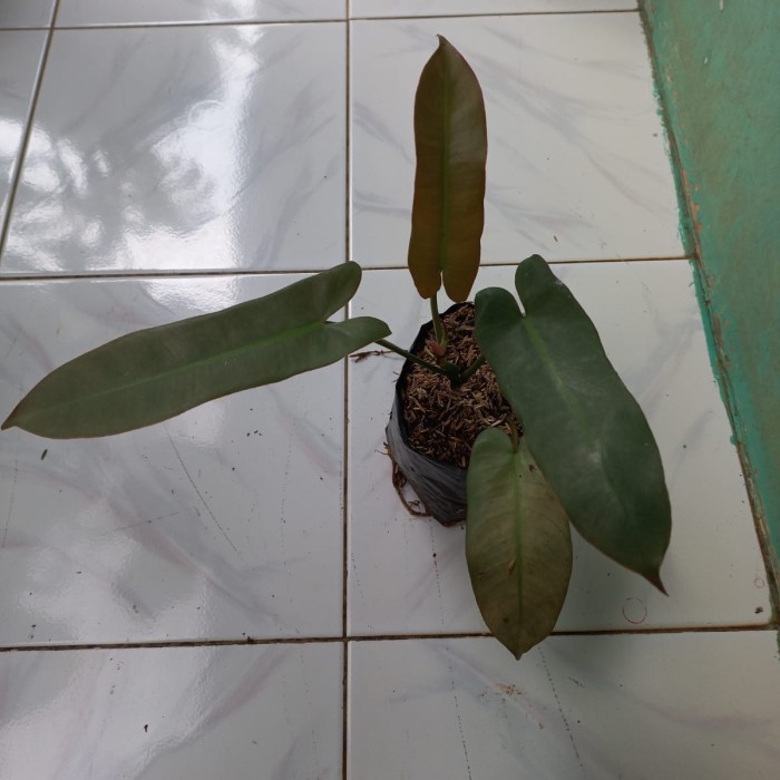 tanaman hias philodendron atabapoense
