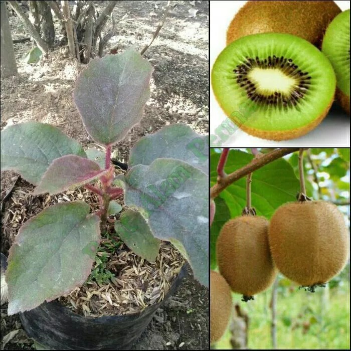 Tanaman Bibit Buah Okulasi KIWI Hidup 25cm++ - Bibit Tanaman Pohon Buah Kiwi