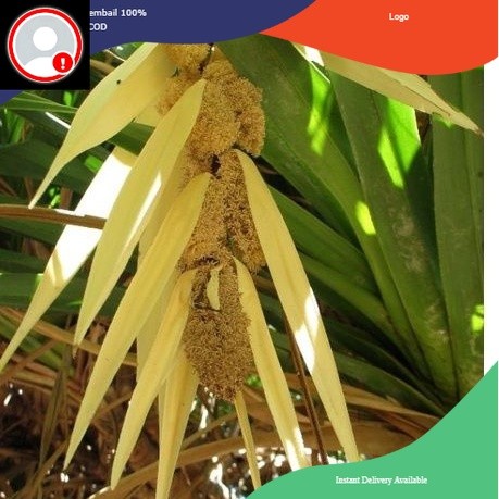 

bunga pandan duri bunga pandan laut per 1 bonnggol