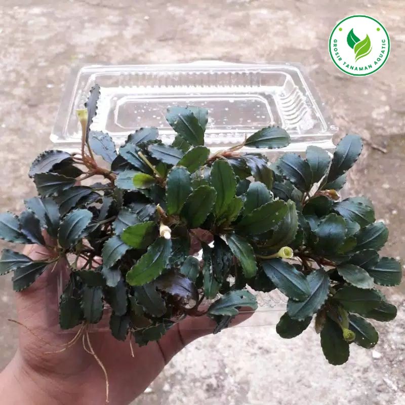 Tanaman Aquascape Bucephalandra Velvet Hiasan Aquarium Aksesoris Aquascape Tanaman Hidup