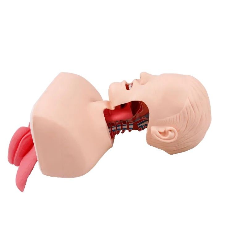 Advanced Human Tracheal Intubation Training Model，Endotracheal Intubation Model，Human Intubation Ski