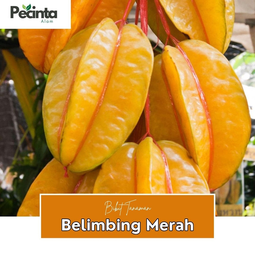 Bibit  Belimbing Bangkok Merah