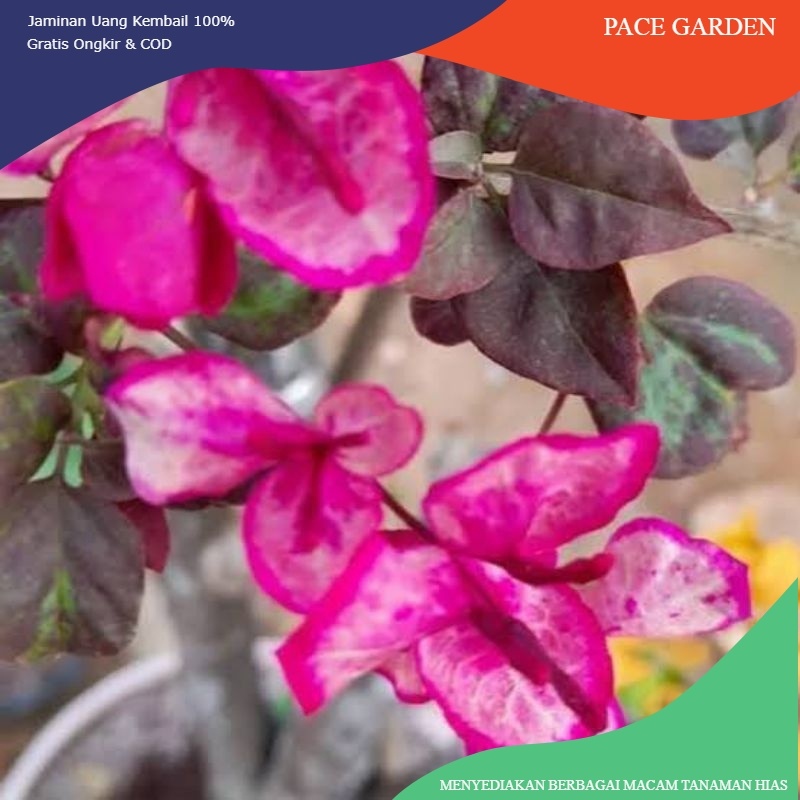 Bougenville Black Maria