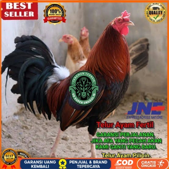 

Telur ayam hias pilipin fertil bisa ditetaskan Langsung UD_SUPER_UNGGUL_ID