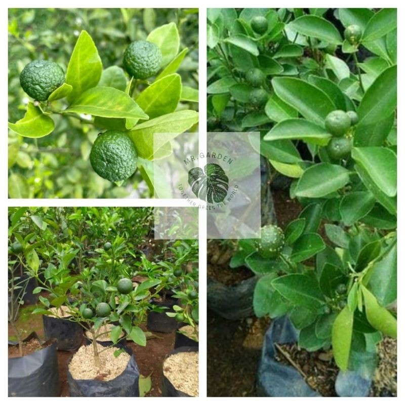 

Tanaman Buah Jeruk Lemon California Siap Berbuah