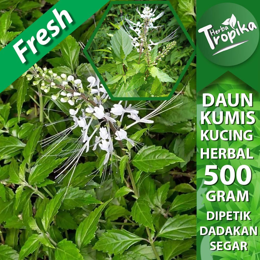 

Daun Kumis Kucing Segar 500 gram obat herbal alami toko herba tropika