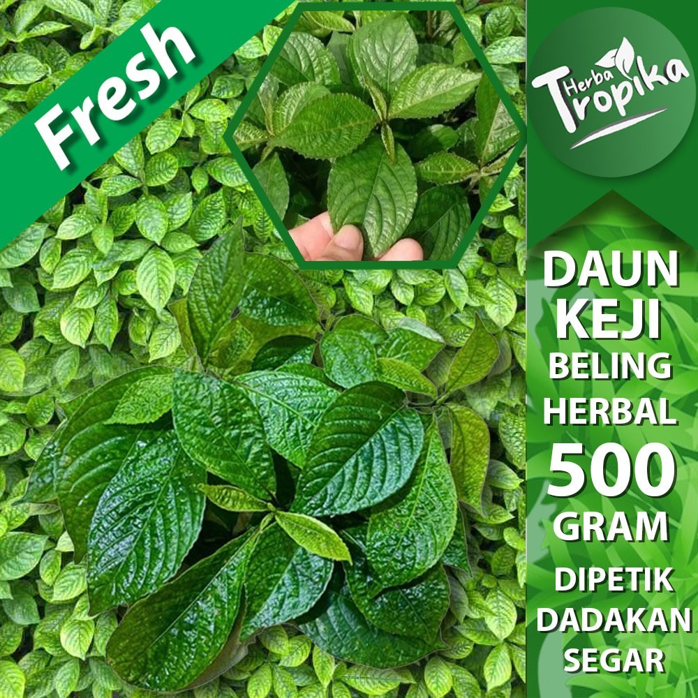 

Daun keji Beling/Pecah Beling segar 500 gram herbal alami toko herba tropika