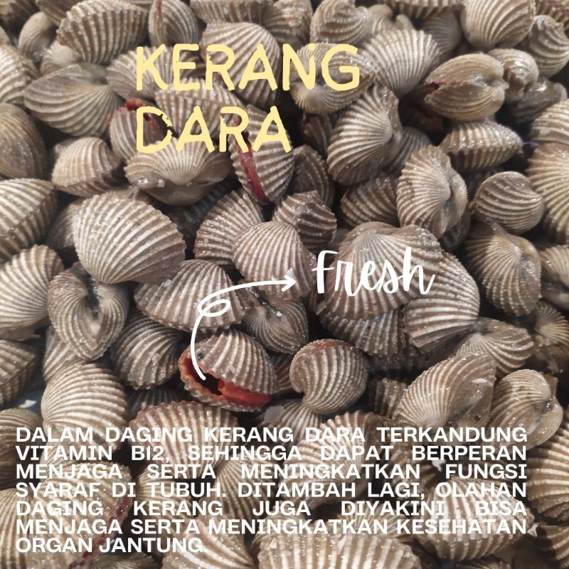 

Kerang Dara Fresh / Segar / Frozen / Beku