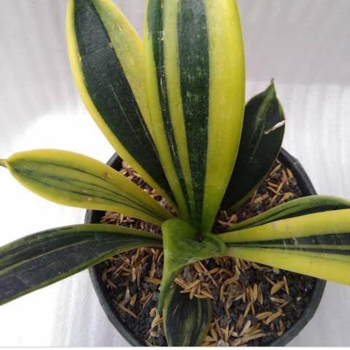 Tanaman hias Sensivera Golden Flame - pohon sensivera