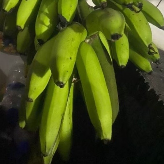 

Buah Pisang Mentah CNK KL Pisang Bangkaulu Fresh
