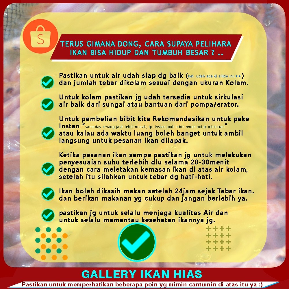 Hiasan Paket 50ekor - Bibit Nila Merah Bangkok 8-9Cm (2Jari) / Bibit Nila Merah Terdekat Bogor / Nil