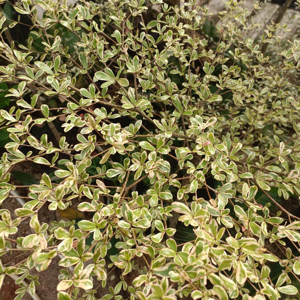 Tanaman hias ketapang kencana varigata - Ketapang kencana variegata