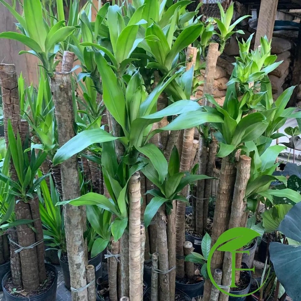 Tanaman Hias Dracaena Fragrans / Dracaena Fragrans / Tanaman Indoor latex daun